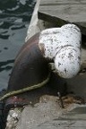 IMG 0846.thumb